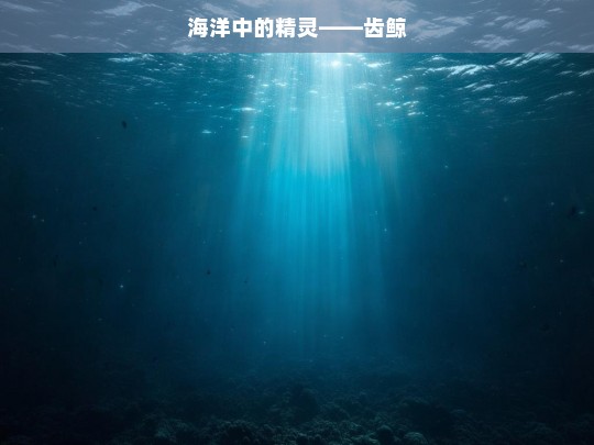 海洋中的精灵——齿鲸，海洋精灵齿鲸