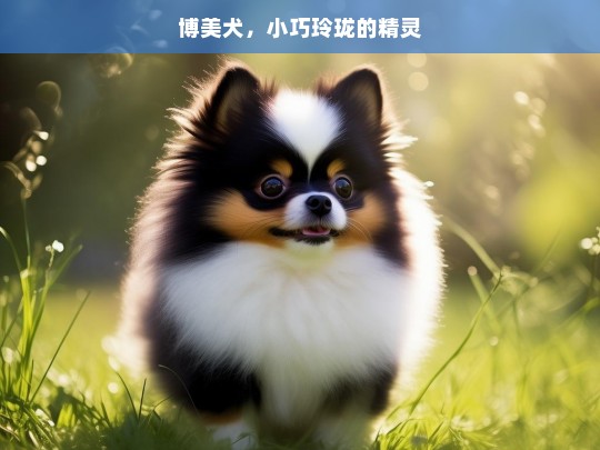 博美犬，小巧玲珑的精灵