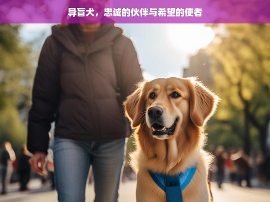 导盲犬，忠诚的伙伴与希望的使者，导盲犬，忠诚伙伴与希望使者