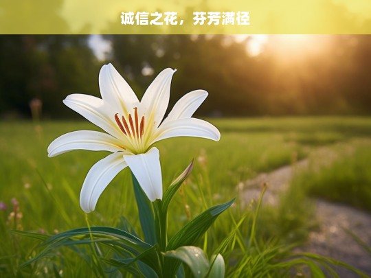 诚信之花，芬芳满径，诚信之花绽放芬芳之路