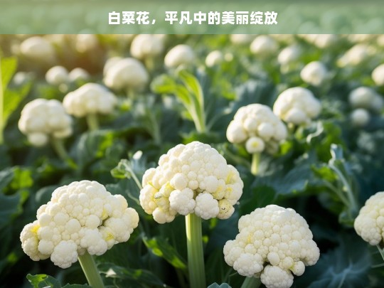 白菜花，平凡中的美丽绽放，白菜花，平凡之美绽放