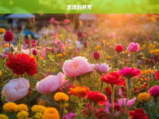 生活的芬芳，生活之芬芳