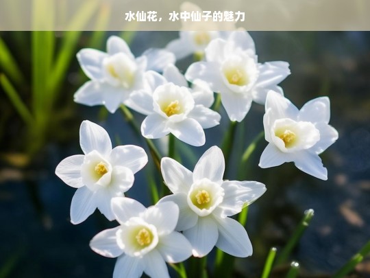 水仙花，水中仙子的魅力，水仙花，水中仙子的独特魅力