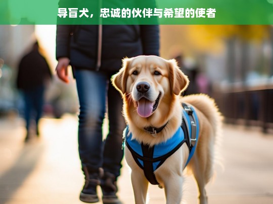 导盲犬，忠诚的伙伴与希望的使者