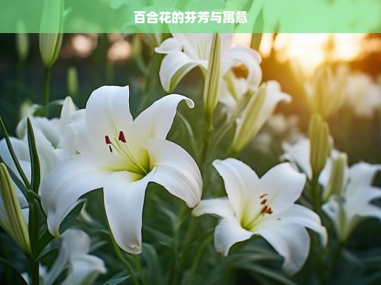 百合花的芬芳与寓意，纯洁与祝福的象征