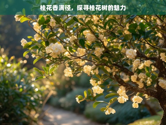 桂花香满径，探寻桂花树的魅力，桂花香与桂花树魅力探寻