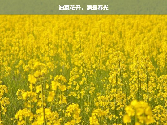 油菜花开，满是春光，油菜花开春光满