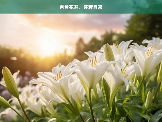 百合花开，芬芳自来，百合花开香自来