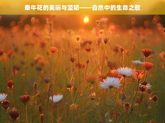 牵牛花的美丽与坚韧——自然中的生命之歌