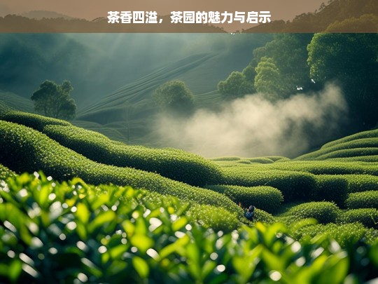 茶香四溢，茶园的魅力与启示