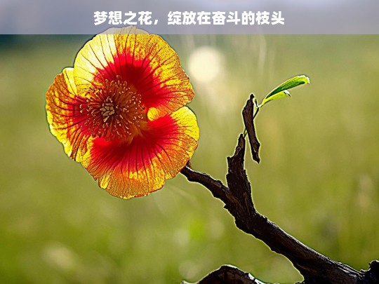 梦想之花，绽放在奋斗的枝头，梦想在奋斗中绽放